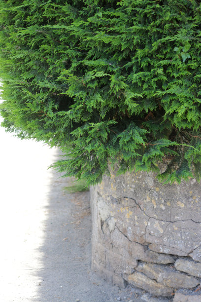 前花园的高大的过度生长的针叶树篱笆边界的图像，莱兰柏树的莱兰篱长得太高，需要用修剪器修剪/修剪，高树篱挡住邻居花园的光线的反社会行为的法律照片图片下载