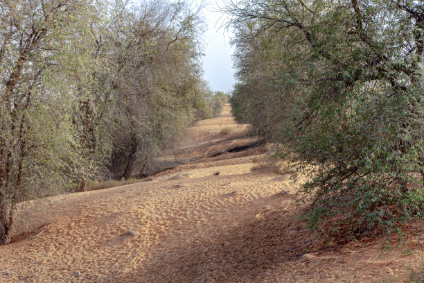 阿拉伯联合酋长国阿拉伯沙漠路边的种植的Ghaf树图片下载
