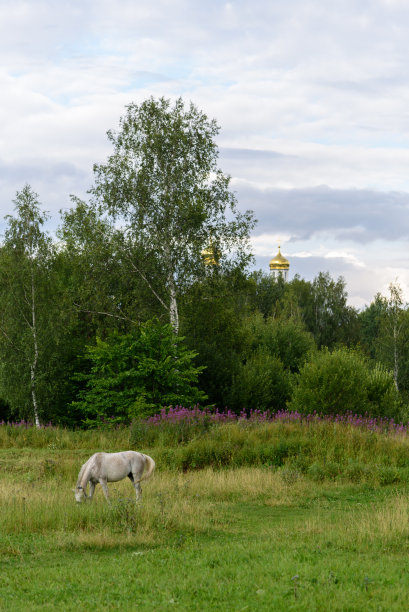夏季自然景观——绿草坪，白骏马图片下载