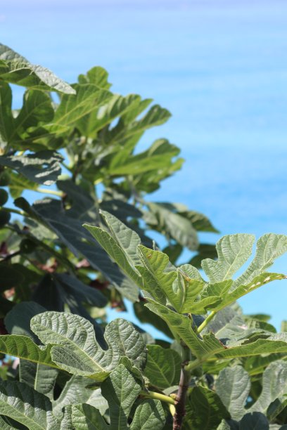 蔚蓝海岸上的植物图片下载