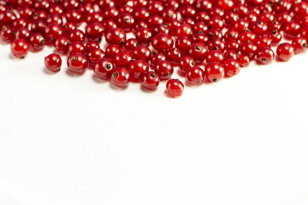 红醋栗的背景图片下载