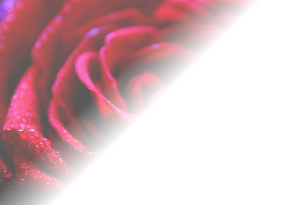 散焦红玫瑰覆盖水滴在白色背景与复制空间图片下载