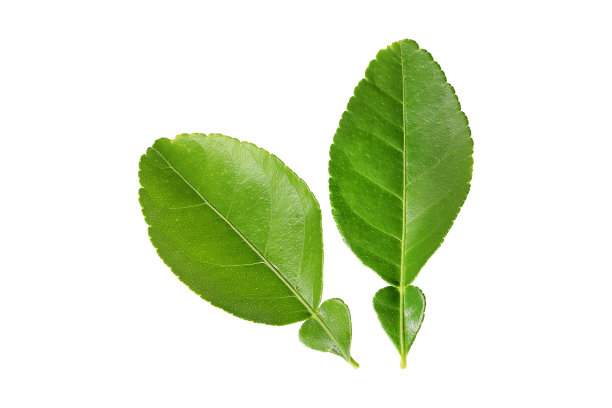 绿叶孤立在白色背景上图片下载