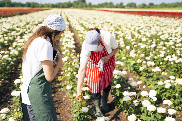 活跃的老年人和年轻一代一起在玫瑰地里工作。装饰性的玫瑰正处于鼎盛时期。图片下载