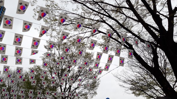 把国旗挂在树上图片下载