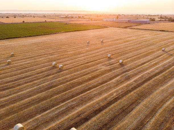 鸟瞰图的田野满是小麦在日出图片下载