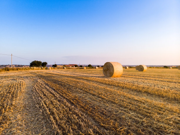 鸟瞰图的田野满是小麦在日出图片下载