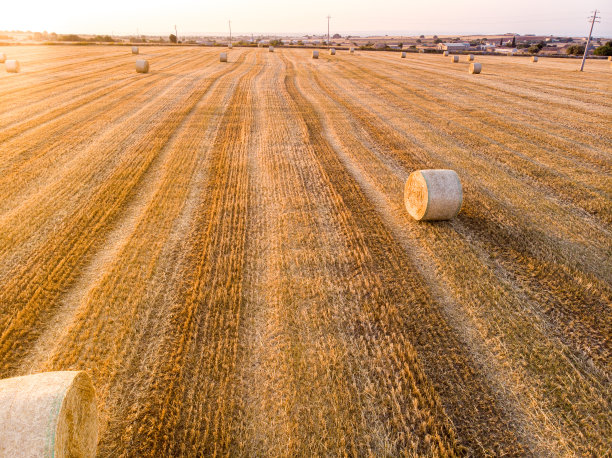 鸟瞰图的田野满是小麦在日出图片下载