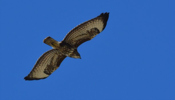 秃鹰在蓝天下飞翔的照片图片下载