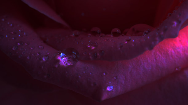 在黑暗的房间里照亮湿漉漉的玫瑰花瓣图片下载