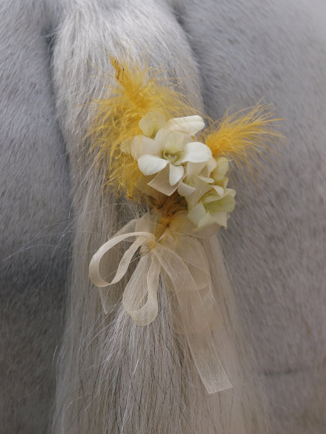 马文摘图片下载