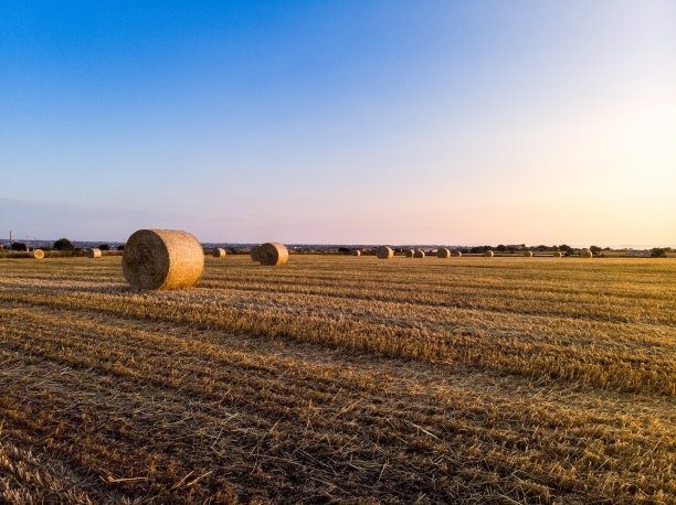 鸟瞰图的田野满是小麦在日出图片下载