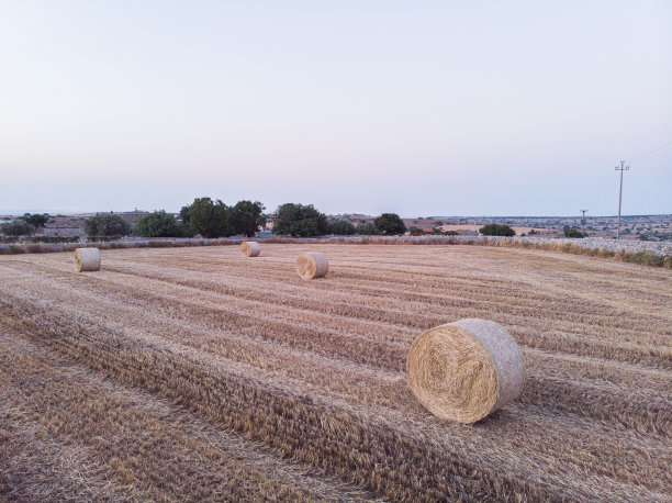 鸟瞰图的田野满是小麦在日出图片下载