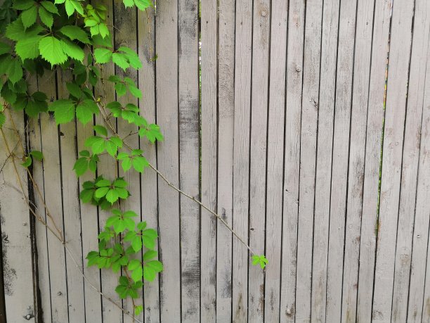 美丽的花园植物叶子，绿色的叶子，天然的花卉植物和灰棕色的木栅栏在阳光下图片下载