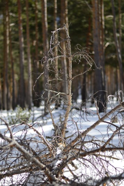 树被雪覆盖图片下载