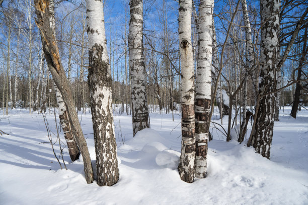 冬天的雪林或森林与桦树树干在前景在晴朗的日子，树皮的一些树吃野兔。图片下载