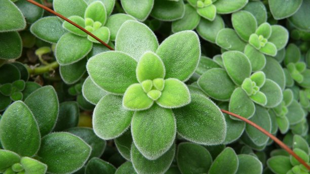 绿色植物图片下载