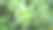 绿色植物图片下载