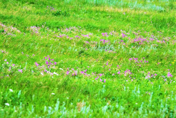 草原景观与野花和野生植物在原生草原上图片下载