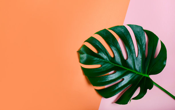 粉红色背景上的绿色怪物的叶子。为题字预留空间。夏天的心情图片下载