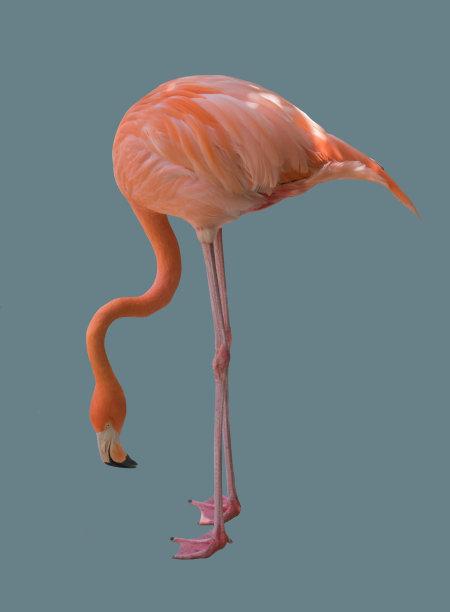 鸟粉红色的火烈鸟。图片下载