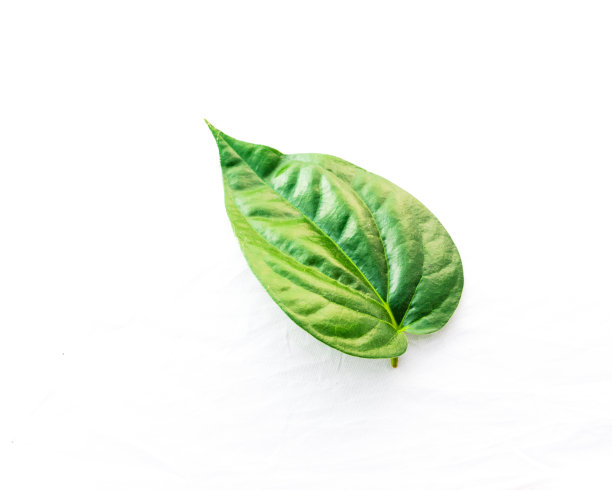 特写单生槟榔叶(或paan)孤立在白色图片下载