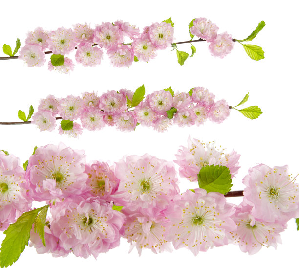春天粉红色开花杏树枝与鲜花和叶子孤立在白色背景，特写图片下载