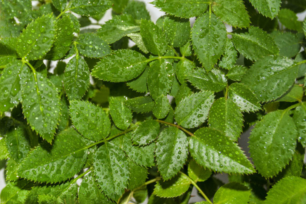 背景的绿色玫瑰叶子在水滴图片下载