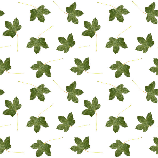 白色背景上的绿色叶子无缝图案图片下载