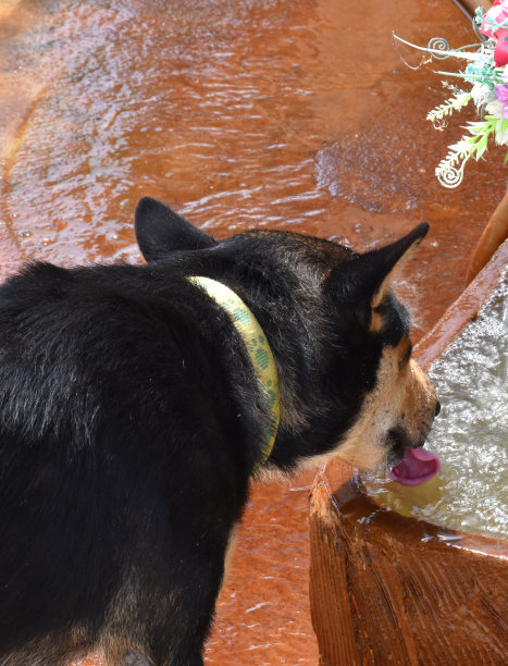 口渴的狗，路上有水图片下载