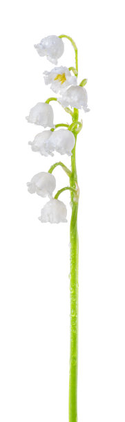 铃兰(铃兰)的茎上覆盖着露水图片下载