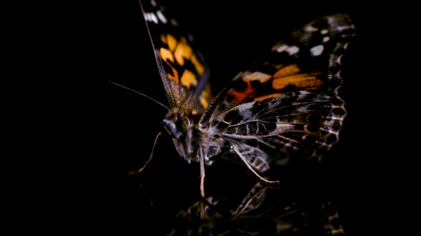 漂亮的蝴蝶，有橙色的斑点图片下载