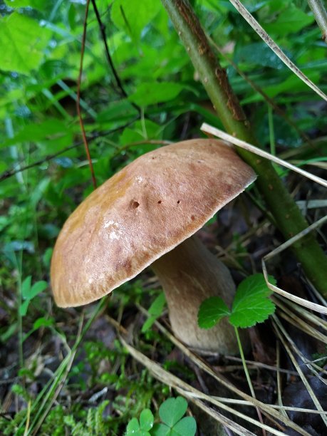 盛年的银耳图片下载