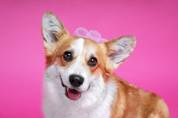 有趣的彭布罗克威尔士柯基狗与卷发器在一个粉红色的工作室背景图片下载