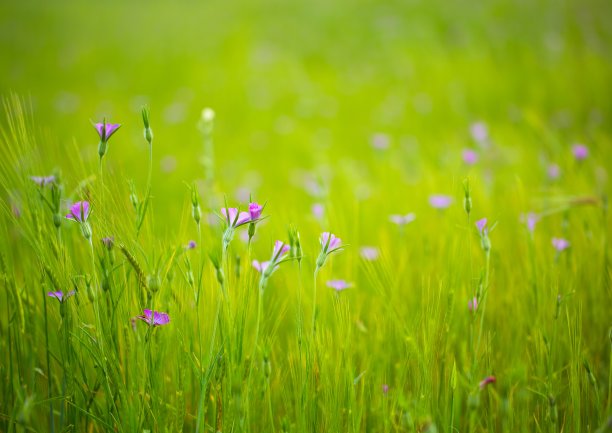 夏天的草地图片下载