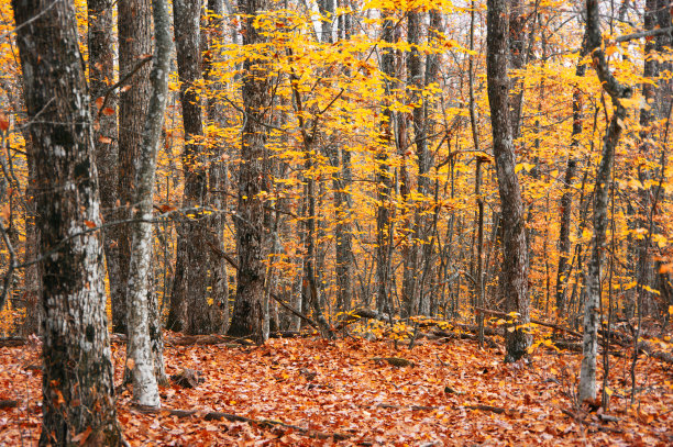 秋天的森林图片下载