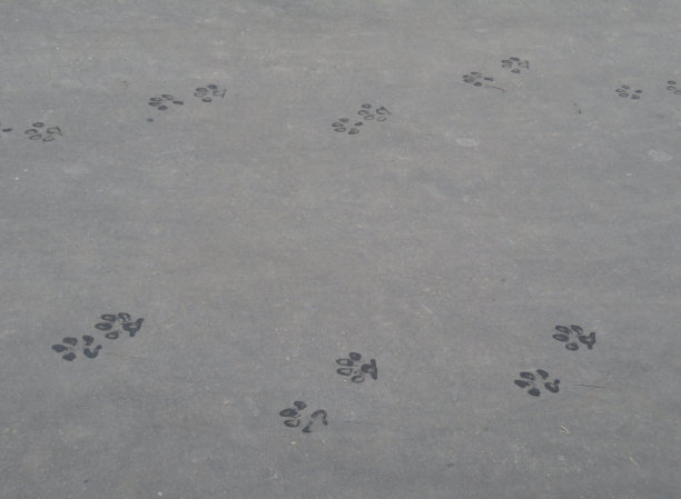 人行道上有狗的湿印。图片下载