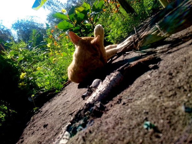 猫日光浴图片下载