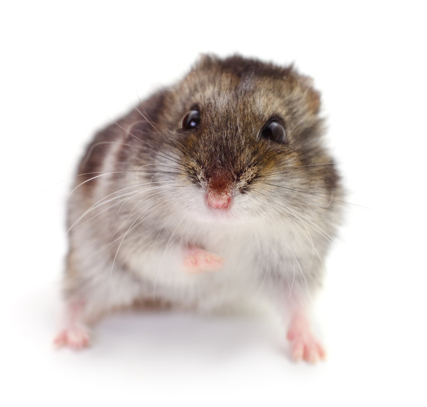 国内小仓鼠。图片下载