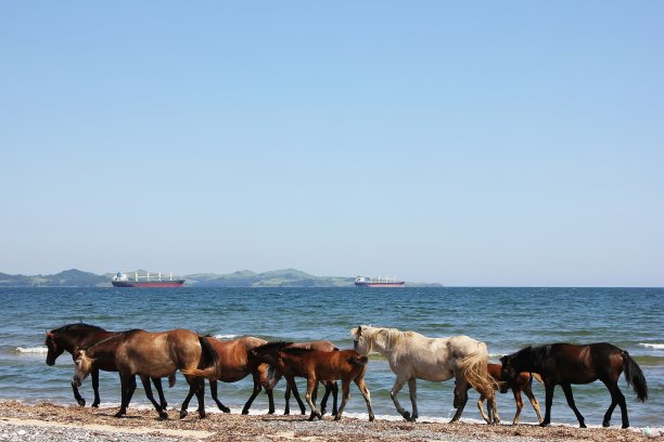 沿着海岸散步的马。图片下载