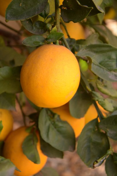 新鲜的柠檬图片下载