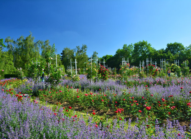 布拉格的玫瑰园图片下载