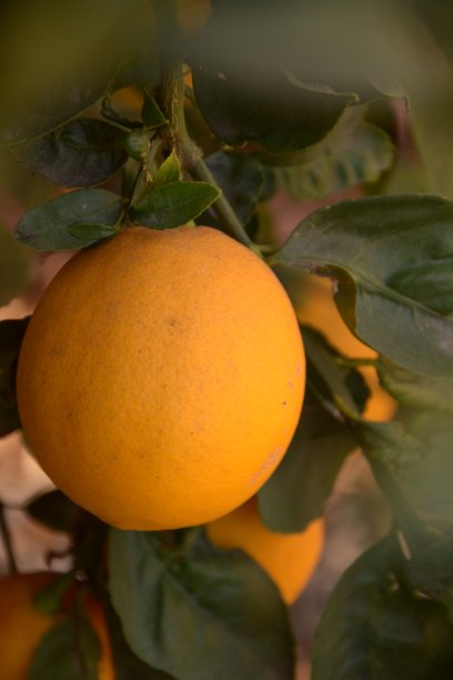 新鲜的柠檬图片下载