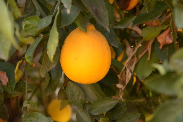 新鲜的柠檬图片下载