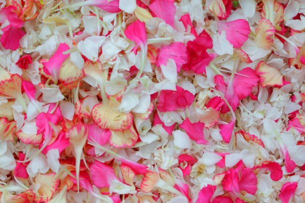 从玫瑰、康乃馨和石竹中采摘的奶油色、粉色和白色花瓣作为花卉墙纸背景，晾干后制成可降解的彩色婚礼五彩纸屑，晾干后的五彩纸屑可在婚礼上扔给新娘和新郎图片下载