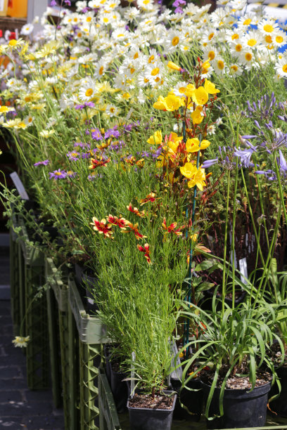 园艺中心的花卉和多年生草本植物在园艺街头市场出售图片：白色雏菊，紫色雏菊，夏季球茎，大波斯菊，香草，月见草盛开在塑料盆和花盆中图片下载