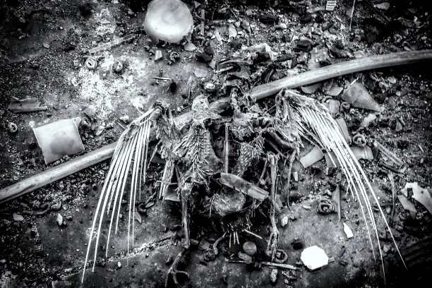 11. 死亡图片下载