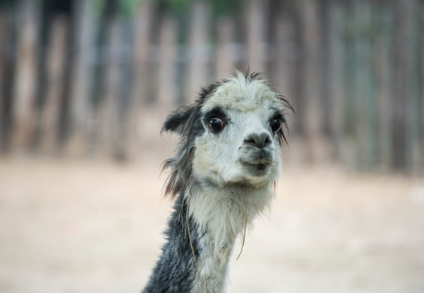 羊驼特写图片下载