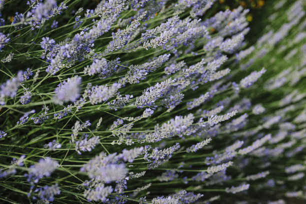 欧洲夏天的田野上薰衣草盛开。图片下载