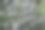 欧洲夏天的田野上薰衣草盛开。图片下载